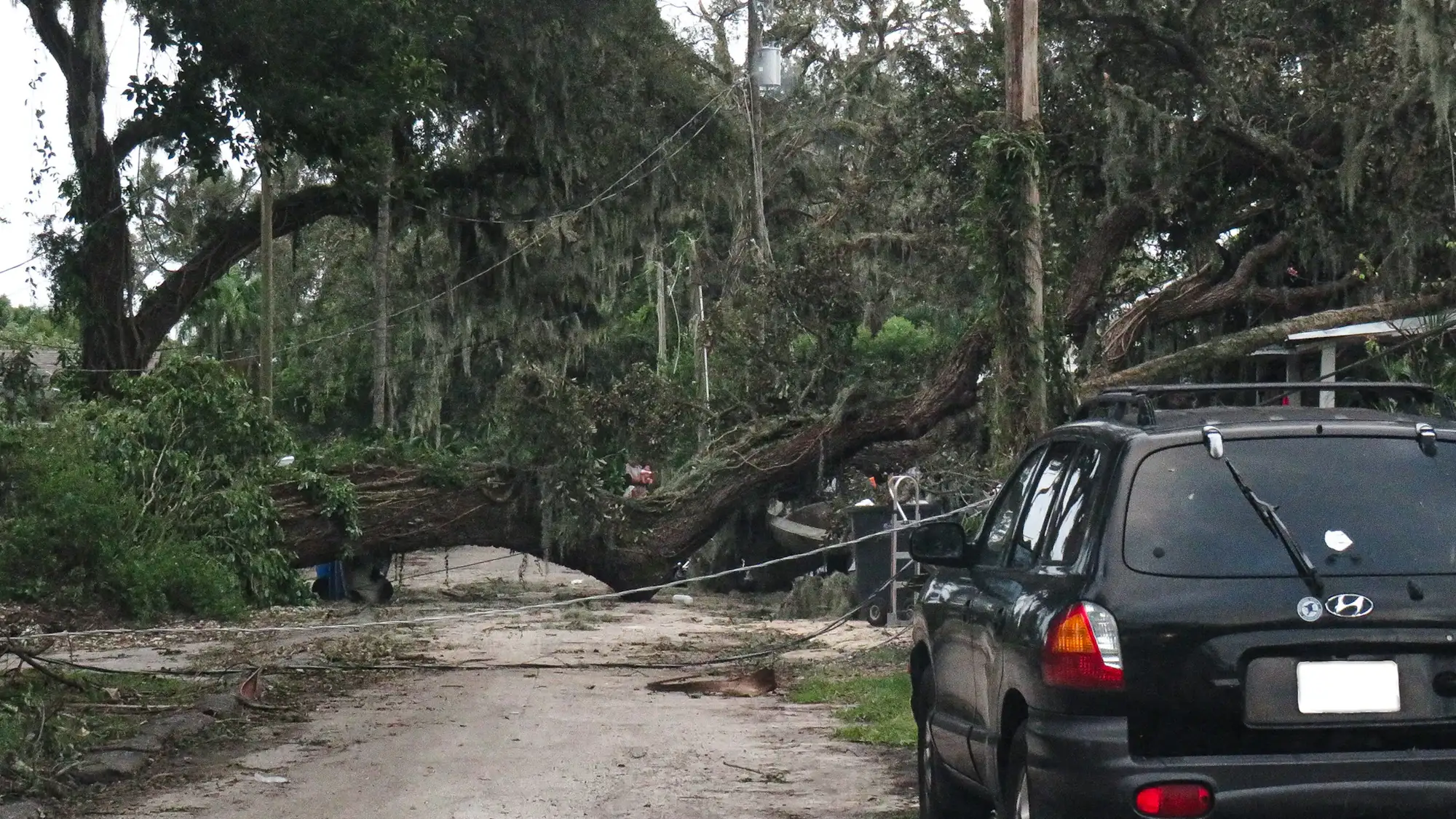 A tree brought down across a Tampa street by Hurricane Milton