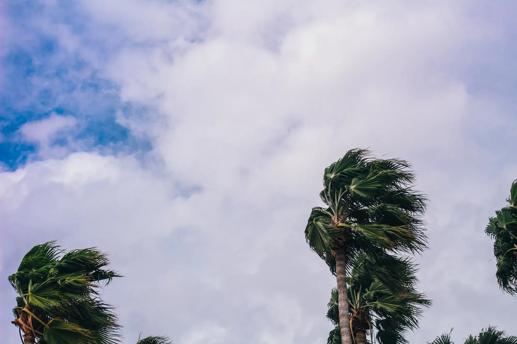 Palm trees bending in strong wind on Tampa Bay